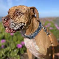 Thumbnail photo of Jax #3