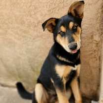Thumbnail photo of Benny Shep #2  - 5664 #2