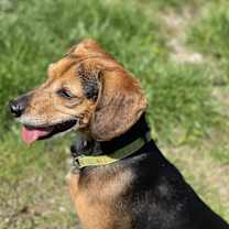 Thumbnail photo of Dory #2
