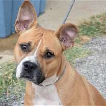 Thumbnail photo of Moxie #1