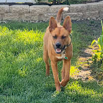 Thumbnail photo of Jack (aka Kip) #2