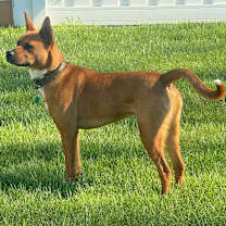 Thumbnail photo of Jack (aka Kip) #3