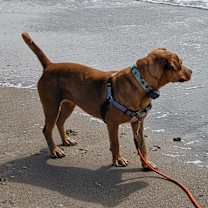 Thumbnail photo of Performance Testing Pet #2
