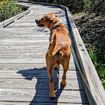 Thumbnail photo of Performance Testing Pet #3