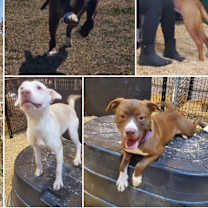 Thumbnail photo of Sugar #2