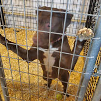 Thumbnail photo of Sugar #3