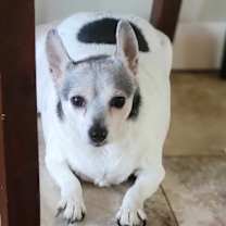 Thumbnail photo of Coco #4