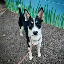 adopt-pet