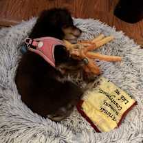 Thumbnail photo of Bree adoption pending! #2