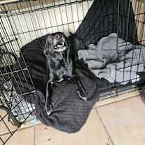Thumbnail photo of BUSTER #3