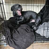 Thumbnail photo of BUSTER #4