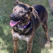 adopt-pet