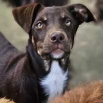 Thumbnail photo of Cadbury #1