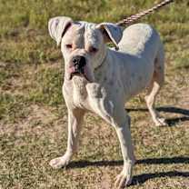 Thumbnail photo of Casper #2