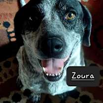 Thumbnail photo of Zoura - DNA tested #3