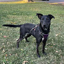 Thumbnail photo of Aurora #3