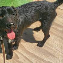 Thumbnail photo of Antonio - sweet, loving #1