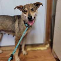 Thumbnail photo of Capri #3