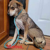 Thumbnail photo of Capri #4