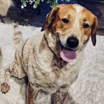 Thumbnail photo of Penny #1