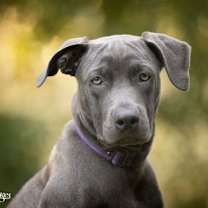 Thumbnail photo of Madison - F #4