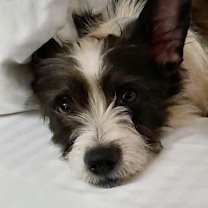 Thumbnail photo of MOLLY-Foster Me! #1