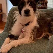 Thumbnail photo of MOLLY-Foster Me! #2