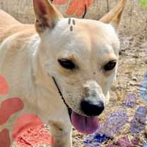 Thumbnail photo of Hansel #2