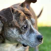 Thumbnail photo of ZIGGY #3