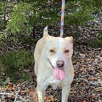 Thumbnail photo of Vanilla / Lena #1