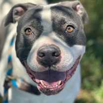 Thumbnail photo of Spotty #1