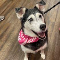 Thumbnail photo of Harley  A048458 #2