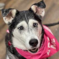 Thumbnail photo of Harley  A048458 #3