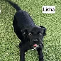 Thumbnail photo of Lisha #2