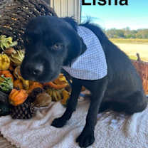 Thumbnail photo of Lisha #1