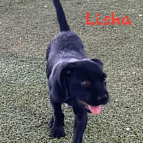 Thumbnail photo of Lisha #3