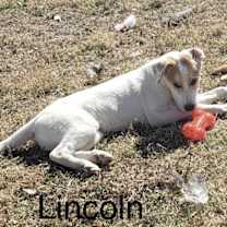 Thumbnail photo of Lincoln #1