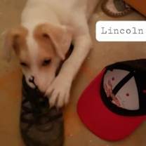 Thumbnail photo of Lincoln #2