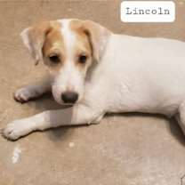 Thumbnail photo of Lincoln #3