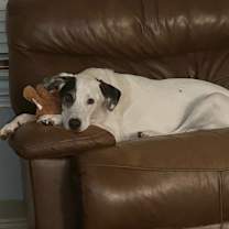 Thumbnail photo of Canaan #4