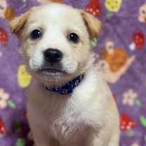 Thumbnail photo of Oswald #2