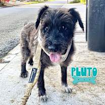 Thumbnail photo of Pluto #1