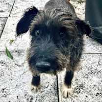 Thumbnail photo of Pluto #2