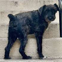 Thumbnail photo of Pluto #4