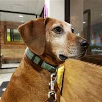 Thumbnail photo of Hank #1