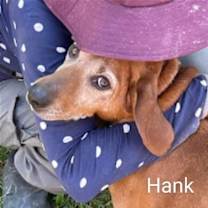 Thumbnail photo of Hank #3