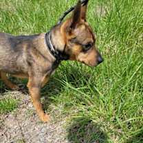 Thumbnail photo of Ranger *Adopt* #4