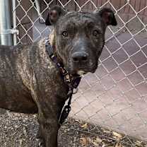 Thumbnail photo of DOLCE #3