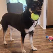 Thumbnail photo of Siyah #3