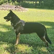 Thumbnail photo of Siyah #4